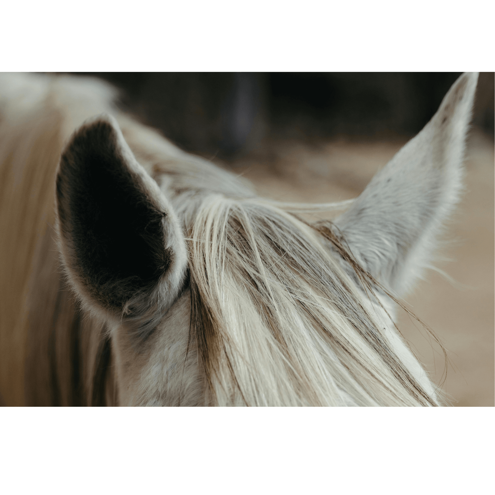 oreilles détendues cheval 